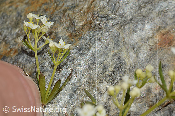 Foto: Ungleichblättriges Labkraut (Galium anisophyllon). Blüte, Stängel und Blätter. Höhe = 7cm.