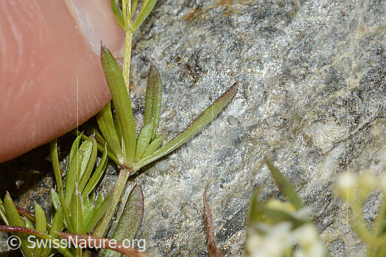 Foto: Ungleichblättriges Labkraut (Galium anisophyllon). Blattunterseite.