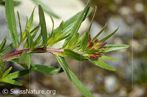Foto: Fleischers Weidenröschen (Epilobium fleischeri). Stängel, Blätter und Knospen. Ansicht von der Seite.
