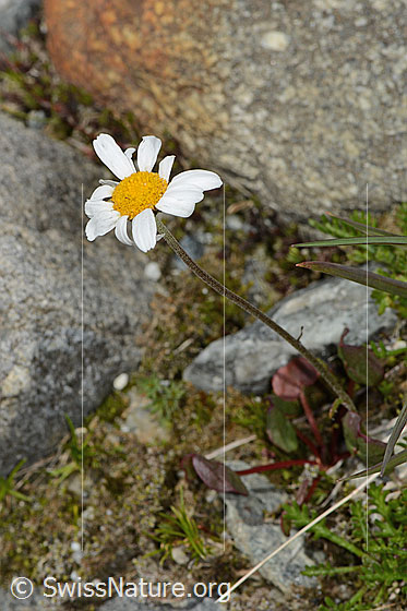 Photo: Leucanthemopsis alpina. Whole plant (habiti).