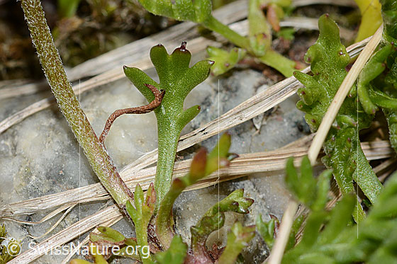 Foto: Gewöhnliche Alpenmargerite (Leucanthemopsis alpina). Blatt und Stängel.
