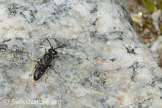 Foto: Verkannte Maskenbiene (Hylaeus confusus). Länge 7mm. Männchen. Ansicht von seitlich hinten oben.
