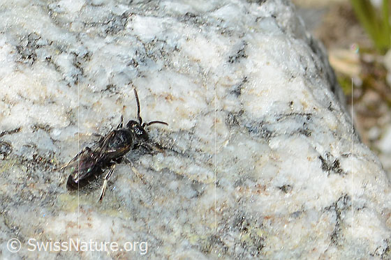 Foto: Verkannte Maskenbiene (Hylaeus confusus). Länge 7mm. Männchen. Ansicht von seitlich oben.