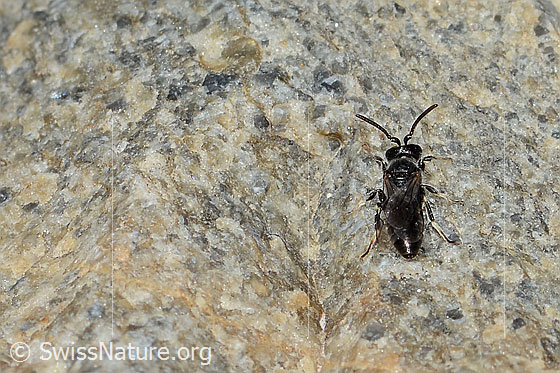 Foto: Verkannte Maskenbiene (Hylaeus confusus). Länge 7mm. Männchen. Ansicht von hinten oben.