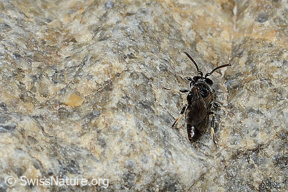 Foto: Verkannte Maskenbiene (Hylaeus confusus). Länge 7mm. Männchen. Ansicht von hinten.