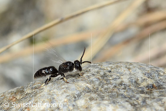 Photo: Hylaeus confusus. Length 7mm. Male. View from the side.