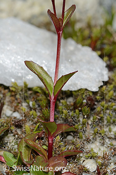 Photo: Epilobium anagallidifolium. Stem and leaves.