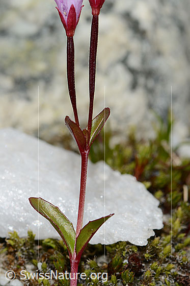 Foto: Alpen-Weidenröschen (Epilobium anagallidifolium). Blätter, Stängel und Kelche.