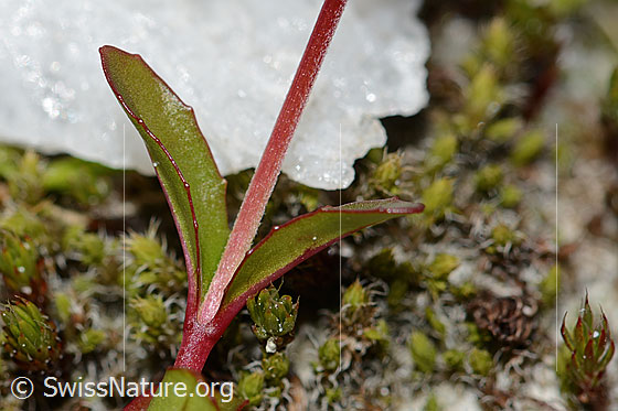 Foto: Alpen-Weidenröschen (Epilobium anagallidifolium). Stängel und Stängelblätter.