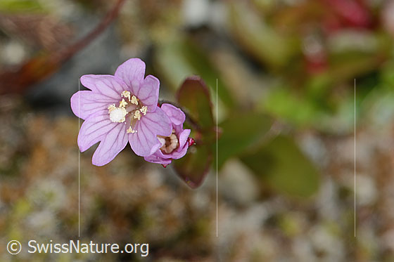 Foto: Alpen-Weidenröschen (Epilobium anagallidifolium). Blüte. Ansicht von oben.