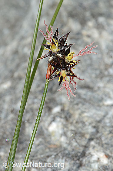 Photo: Juncus jacquinii. Inflorescence, stem and leaves.