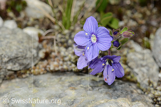 Foto: Felsen-Ehrenpreis (Veronica fruticans). Blüten.