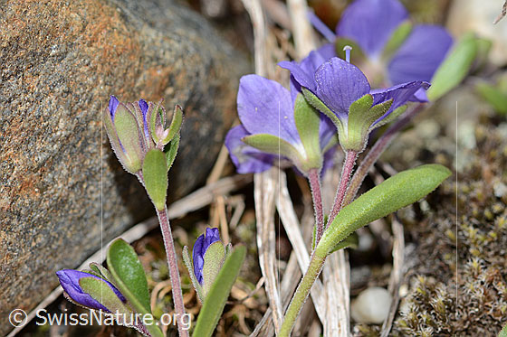 Photo: Veronica fruticans. Leaves, stem and blossoms.