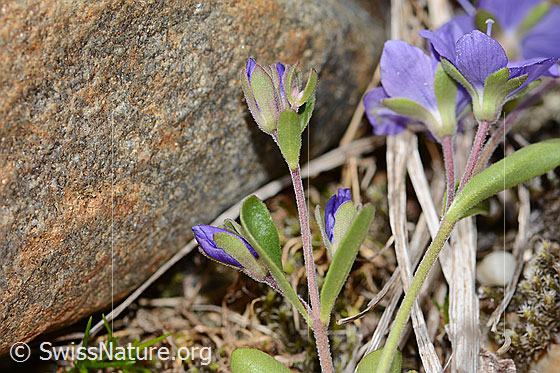 Photo: Veronica fruticans. Leaves, stem and blossoms.