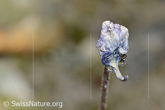 Foto: Dünnsporniges Fettblatt (Pinguicula leptoceras). Blüte. Verblüht.