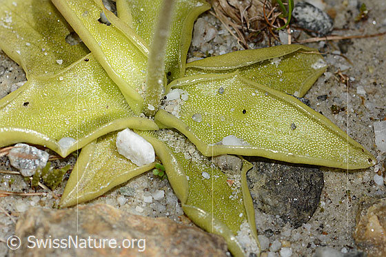 Foto: Dünnsporniges Fettblatt (Pinguicula leptoceras). Blätter.