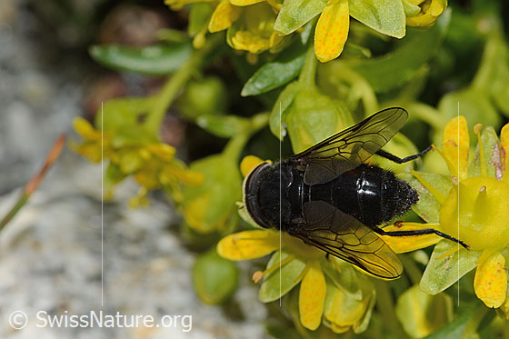 Foto: Hybomitra caucasica (Bremse) auf Bewimpertem Steinbrech (Saxifraga aizoides). Länge 12mm. Männchen. Ansicht von hinten oben.