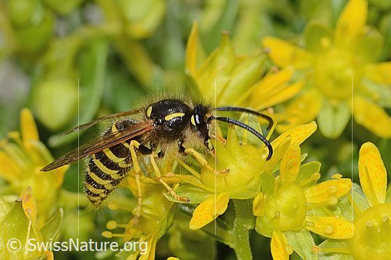 Foto: Waldwespe (Dolichovespula sylvestris) auf Bewimpertem Steinbrech (Saxifraga aizoides). Länge 15mm. Ansicht von der Seite.