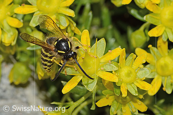 Foto: Waldwespe (Dolichovespula sylvestris) auf Bewimpertem Steinbrech (Saxifraga aizoides). Länge 15mm. Flügel, Vorderkörper und Kopf von oben.
