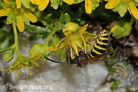 Foto: Waldwespe (Dolichovespula sylvestris) auf Bewimpertem Steinbrech (Saxifraga aizoides). Länge 15mm. Ansicht von der Seite.