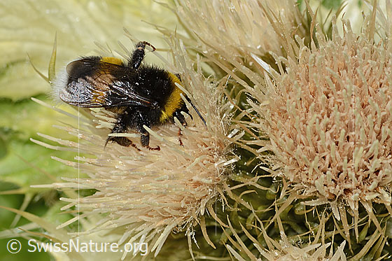 Photo: Bombus cryptarum on Cirsium spinosissimum. Length 16mm. View from the side above.