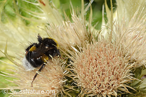 Foto: Heide-Erdhummel (Bombus cryptarum) auf Alpen-Kratzdistel (Cirsium spinosissimum). Länge 16mm. Ansicht von oben.