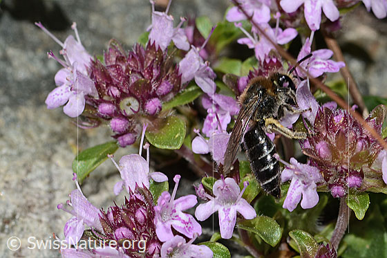 Foto: Alpen-Seidenbiene (Colletes impunctatus) auf Vielhaariger Thymian (Thymus praecox ssp. polytrichus). Länge 11mm. Weibchen. Ansicht von seitlich hinten.