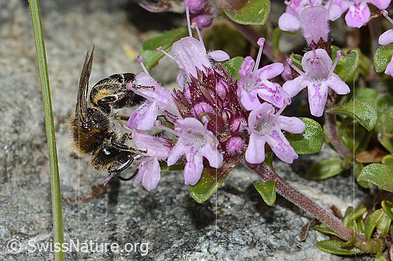 Photo: Colletes impunctatus on Thymus praecox ssp. polytrichus. Length 11mm. Female. View from the side.