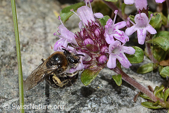 Foto: Alpen-Seidenbiene (Colletes impunctatus) auf Vielhaariger Thymian (Thymus praecox ssp. polytrichus). Länge 11mm. Weibchen. Ansicht von seitlich vorne oben.