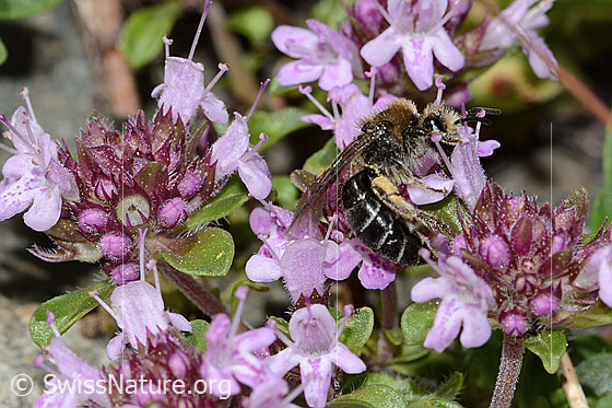 Photo: Colletes impunctatus on Thymus praecox ssp. polytrichus. Length 11mm. Female. View from the side.