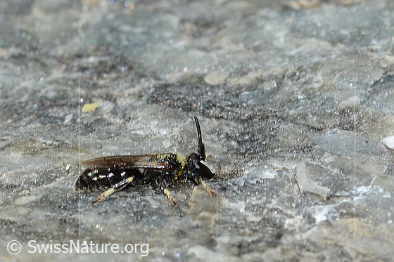 Foto: Verkannte Maskenbiene (Hylaeus confusus). Länge 7mm. Männchen. Ansicht von der Seite.