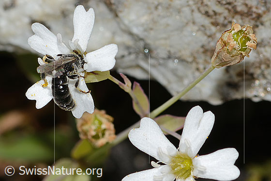 Foto: Verkannte Maskenbiene (Hylaeus confusus) auf Felsen-Leimkraut (Silene rupestris). Länge 7mm. Männchen. Ansicht von seitlich oben.