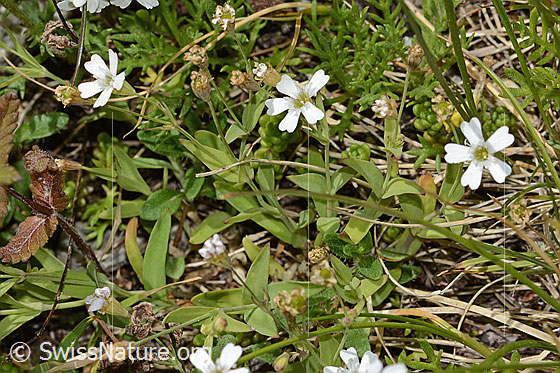Foto: Felsen-Leimkraut (Silene rupestris). Ganze Pflanze (Habitus).