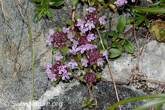 Photo: Thymus praecox ssp. polytrichus. Whole plant (habiti).
