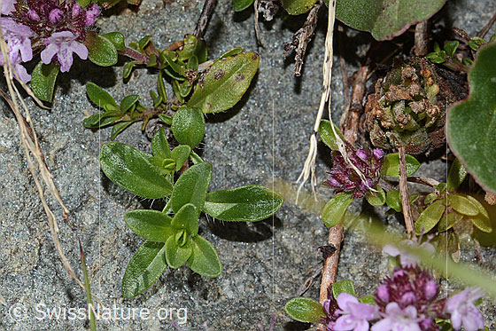 Foto: Vielhaariger Thymian (Thymus praecox ssp. polytrichus). Blätter.
