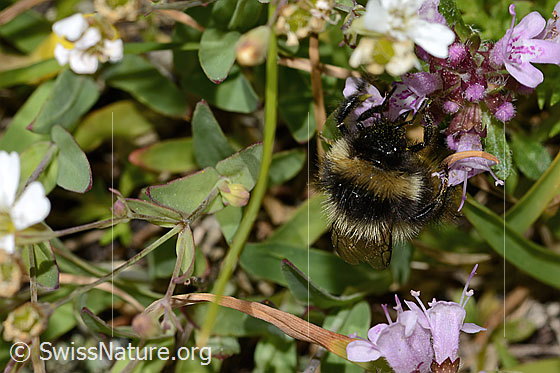 Photo: Probably Bombus pyrenaeus on Thymus praecox ssp. polytrichus. Length 12mm. View from top front.