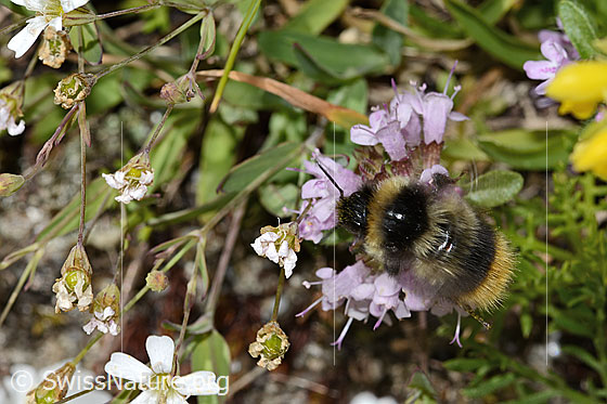 Foto: Wahrscheinlich Pyrenäenhummel (Bombus pyrenaeus) auf Vielhaarigem Thymian (Thymus praecox ssp. polytrichus). Länge 12mm. Ansicht von oben.