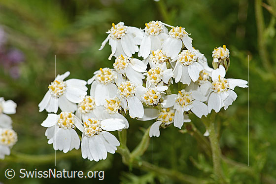 Photo: Achillea erba-rotta ssp. moschata. Blossoms.