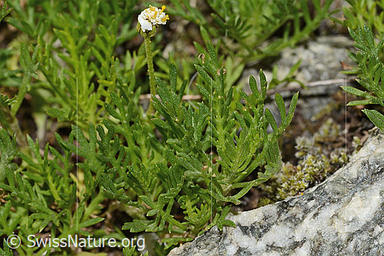 Foto: Moschus-Schafgarbe (Achillea erba-rotta ssp. moschata). Blätter.