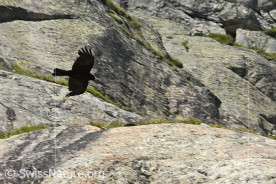 Photo: Pyrrhocorax graculus in flight.