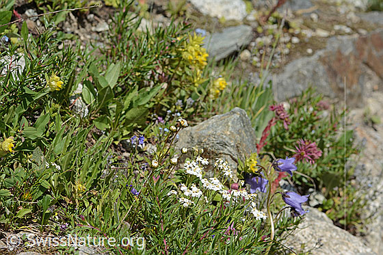 Photo: South-facing mountain grassland. Impression from habitat no. 22.