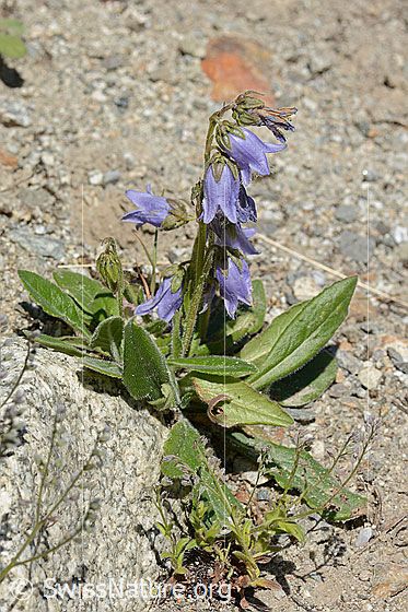 Foto: Bärtige Glockenblume (Campanula barbata). Ganze Pflanze (Habitus).