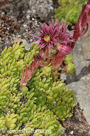 Photo: Sempervivum montanum. Whole plant (habiti).