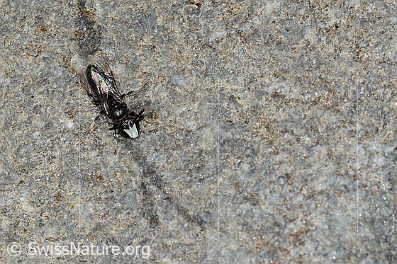 Foto: Verkannte Maskenbiene (Hylaeus confusus). Länge 7mm. Männchen. Ansicht von vorne oben.
