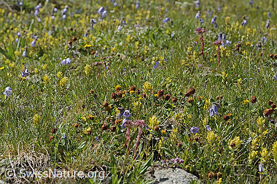 Photo: South-facing mountain grassland. Impression from habitat no. 22.