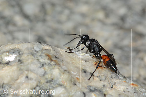 Photo: Probably Podalonia alpina. Length 11mm. View from side back.
