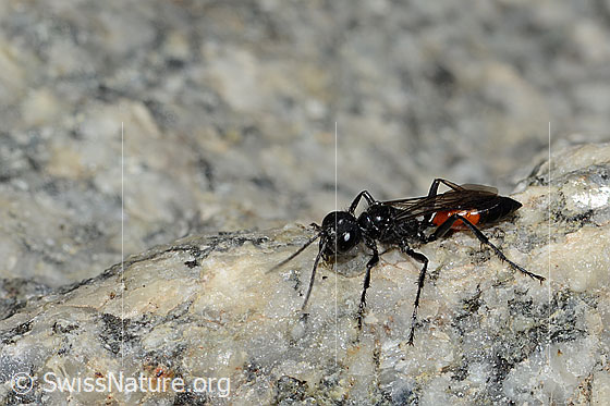 Foto: Wahrscheinlich Podalonia alpina (Grabwespe). Länge 11mm. Ansicht von seitlich oben vorne.
