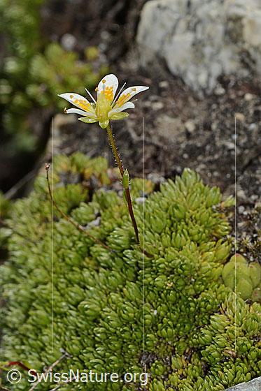 Photo: Saxifraga bryoides. Whole plant (habiti).