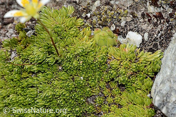 Photo: Saxifraga bryoides. Cushion with rosettes of leaves.