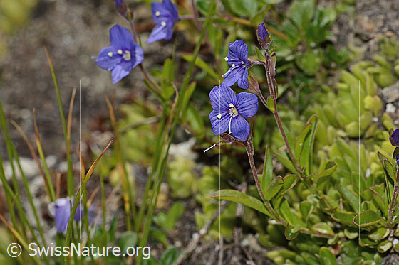 Foto: Felsen-Ehrenpreis (Veronica fruticans). Ganze Pflanze (Habitus).